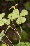 Great yellow woodsorrel